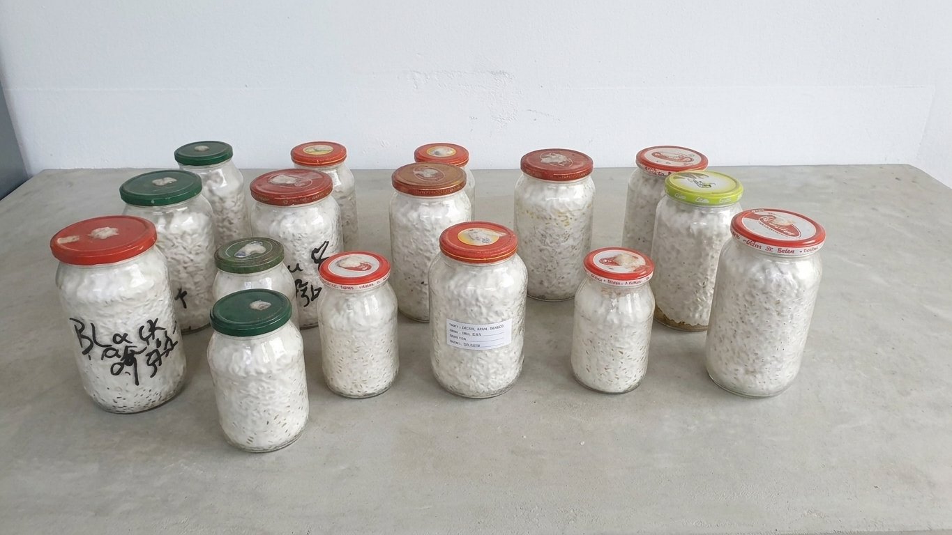 B1 Mushroom Mother Seeds